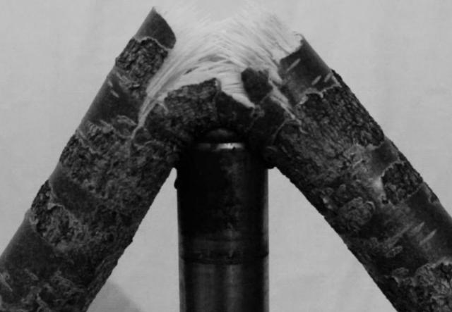 Elvar Már Kjartansson, Crushing Birch. Video still, documentation of work in progress, 2015.