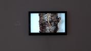 Elvar Mar Kjartansson, Splitting Birch, Crushing Birch
